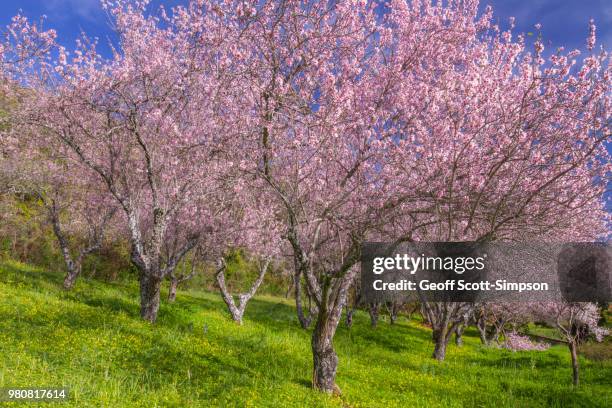 almond tree in bloom - gaucín fotografías e imágenes de stock