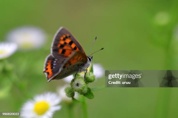 Small Copper Variation 610 Copper Pink Stock Photos, High-Res Pictures, and Images - Getty Images