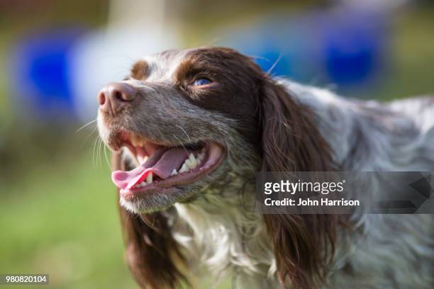 waiting for a treat to fall - english springer spaniel stock pictures, royalty-free photos & images