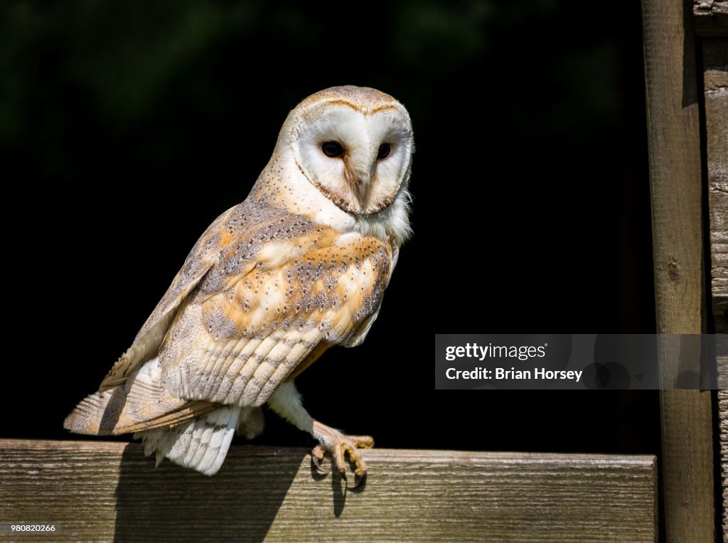 Perching barn owl (Tyto alba)