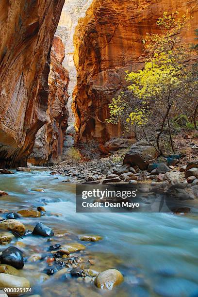 zion narrows, zion national park, utah, usa - estrechos de zion fotografías e imágenes de stock