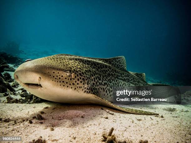 leopard shark - leopard shark stock pictures, royalty-free photos & images