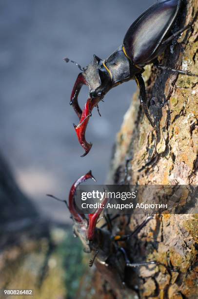 two male lucanus cervus (lucanus cervus) on tree trunk - abadejo imagens e fotografias de stock