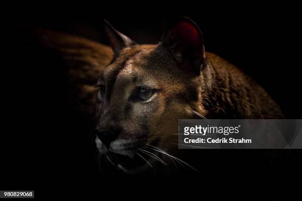 cougar - puma stockfoto's en -beelden