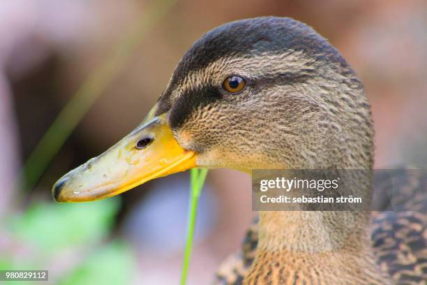 portrait of wild duck, motala, ostergotland, sweden - ström imagens e fotografias de stock