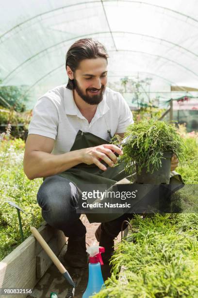 plant nursery worker trimming plants - podão imagens e fotografias de stock