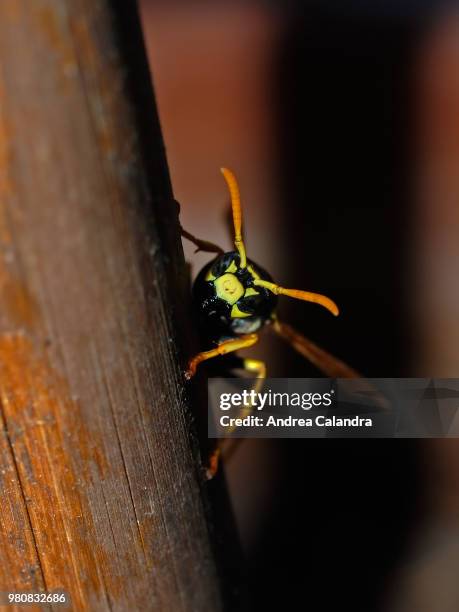 polistes gallicus - polistes wasps stock pictures, royalty-free photos & images