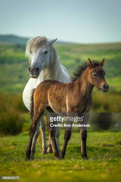 young and adult horse - animal family stock-fotos und bilder