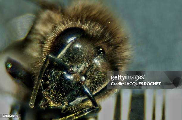 abeille - insektsmandibel bildbanksfoton och bilder
