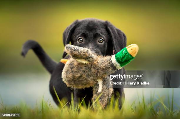 black lab puppy playing - chien rapporteur de gibier photos et images de collection