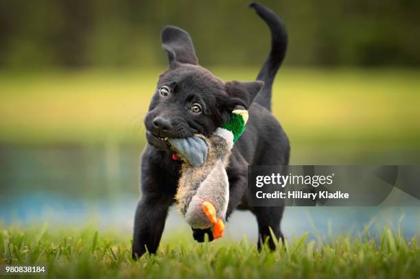 black lab puppy playing - hunting dog stockfoto's en -beelden
