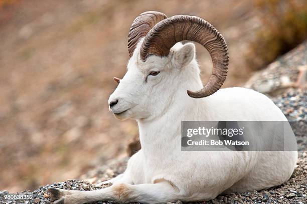 thinhorn sheep (ovis dalli) resting, alaska, usa - bob watson stockfoto's en -beelden