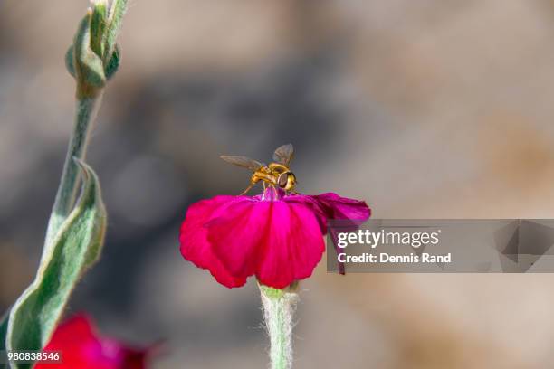 bee sitting on common corn-cockle flower (agrostemma githago) - agrostemma githago stock pictures, royalty-free photos & images