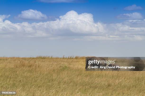 afrikanischer elefant - masai mara - afrikanischer elefant stock pictures, royalty-free photos & images