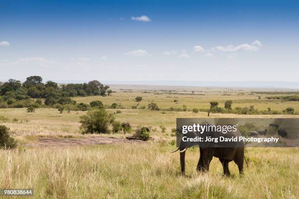 afrikanischer elefant - masai mara - afrikanischer elefant stock pictures, royalty-free photos & images