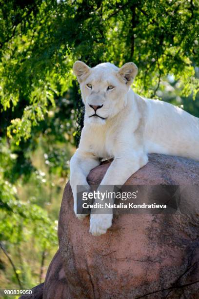 female white lion - white lion 個照片及圖片檔