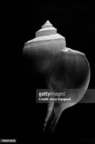 conch - conch stock pictures, royalty-free photos & images