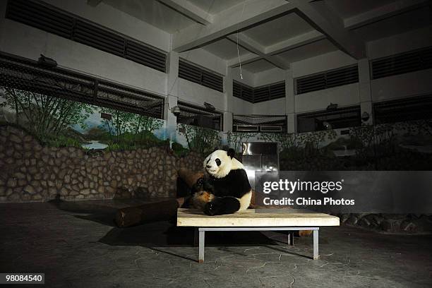 American-born giant panda Mei Lan sits in her cabin after turning off the light by her mouth to launch Earth Hour 2010 to the world, at the Chengdu...
