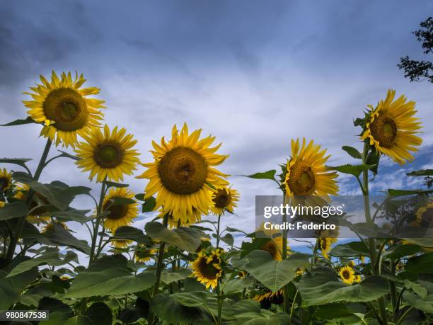 girasoli - girasoli stock-fotos und bilder