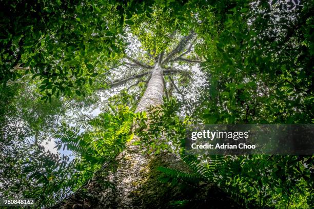tree of life - brunei stock pictures, royalty-free photos & images