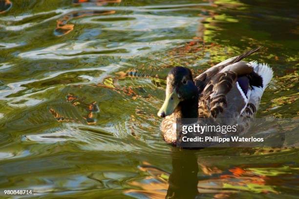 canard du soir 2 - canard stock pictures, royalty-free photos & images