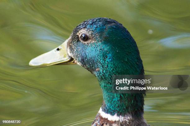 canard du soir 5 - canard - fotografias e filmes do acervo