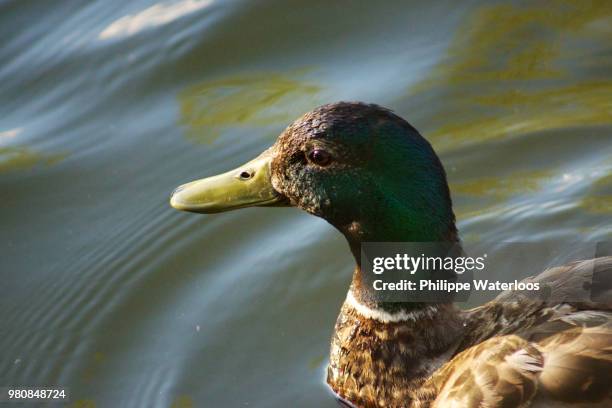 canard du soir 1 - canard - fotografias e filmes do acervo