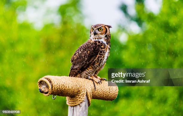owl in rain - rain owl stock pictures, royalty-free photos & images