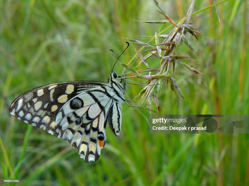 Lime swallowtail butterfly (Papilio demoleus malayamus)