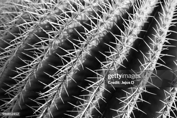 cactus - golden barrel cactus stock pictures, royalty-free photos & images