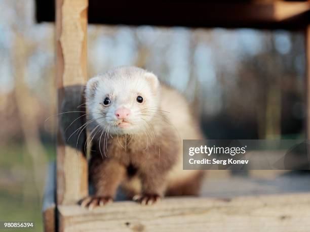 curious ferret - mustela putorius furo stock pictures, royalty-free photos & images