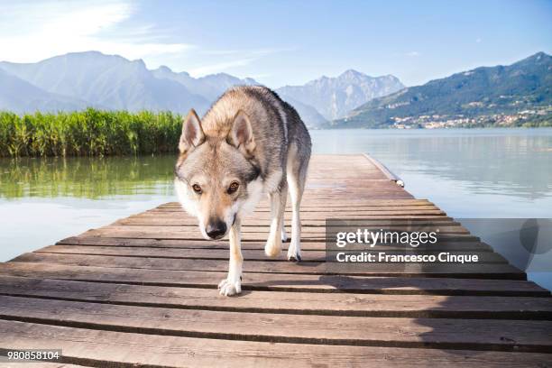 wolfie loves swim too - irish wolfhound bildbanksfoton och bilder