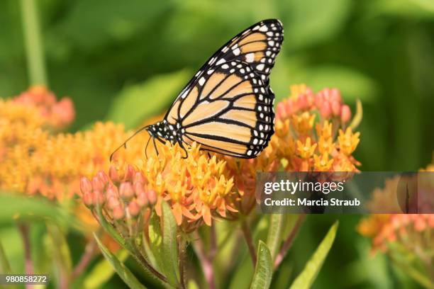 monarch butterfly on orange  flowers - butterfly milkweed stock-fotos und bilder