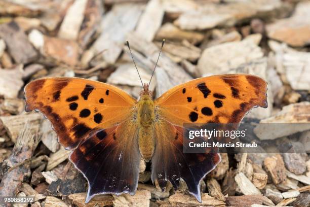 comma butterfly with wings spread - comma butterfly stock pictures, royalty-free photos & images
