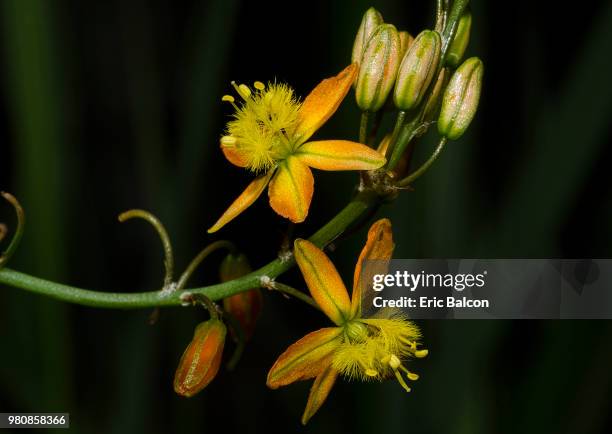 bulbinella frutescens - balcon stock pictures, royalty-free photos & images