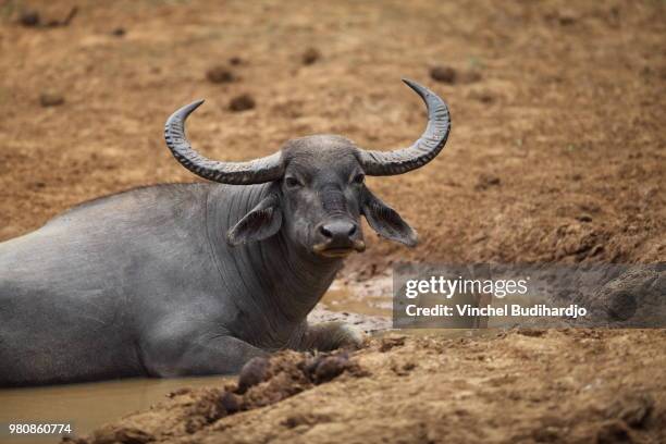 water buffalo (bubalus bubalis) lying in puddle, sri lanka - domestic water buffalo stock-fotos und bilder