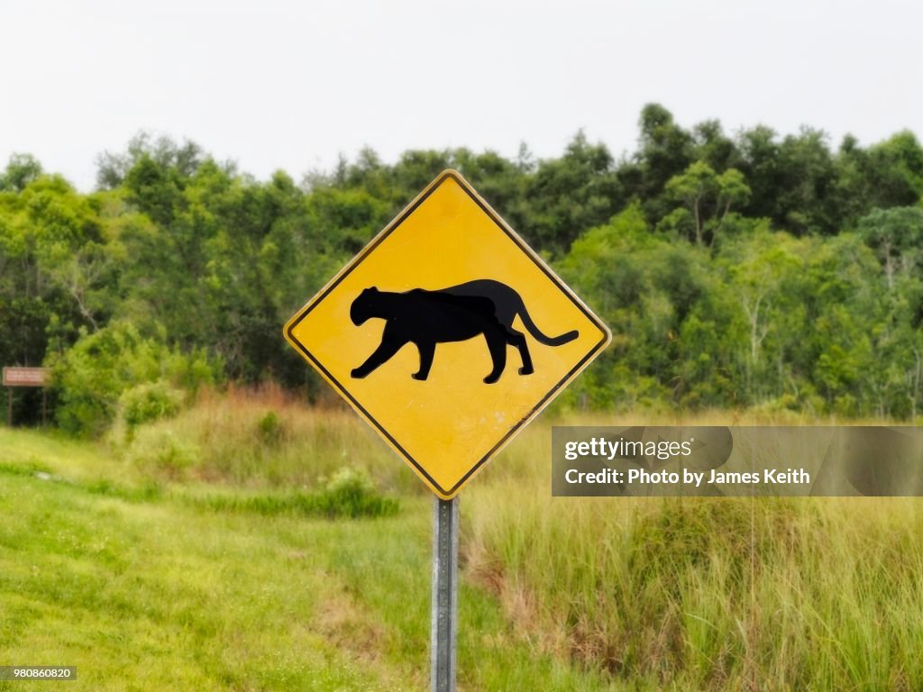 Caution! Panther Crossing. Street signs warning drivers to slow down for wildlife and loose stock are rather common nationwide but those with the silhouette of a panther are a rarity except for South Florida.