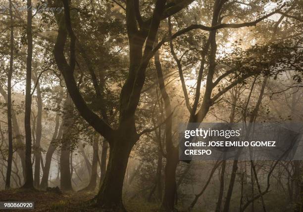 bosque en la niebla - niebla stock-fotos und bilder