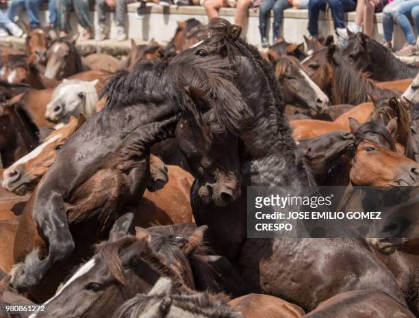 caballos, lucha - caballos stock pictures, royalty-free photos & images