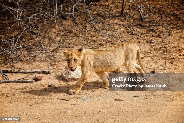 Leery Example Leery Photos and Premium High Res Pictures - Getty Images