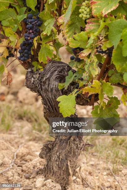 the vineyards of sancerre, france. - loire stock pictures, royalty-free photos & images