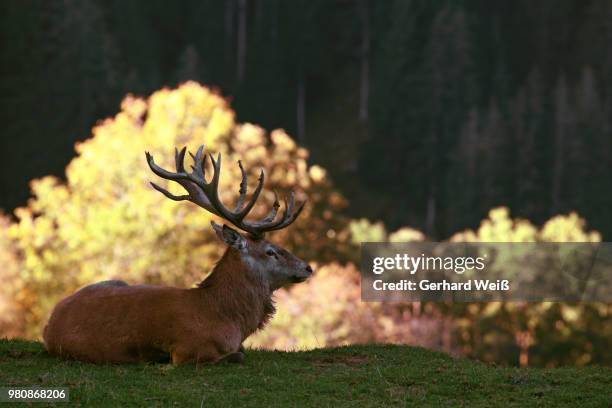 deer - weiß stockfoto's en -beelden