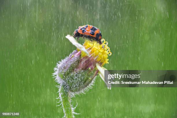 lady bird on flower in heavy rain - wet bird stock-fotos und bilder