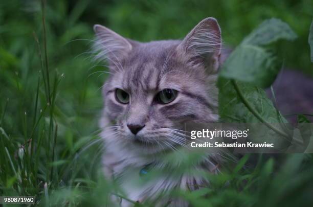 portrait of grey cat in grass - sebastian grey stock-fotos und bilder