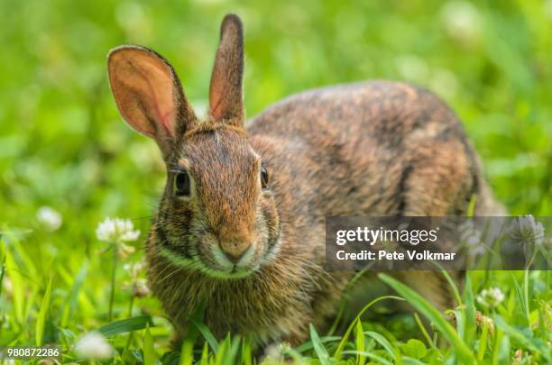 portrait of eastern cottontail (sylvilagus floridanus), palmyra, new jersey, usa - katoenstaartkonijn stockfoto's en -beelden