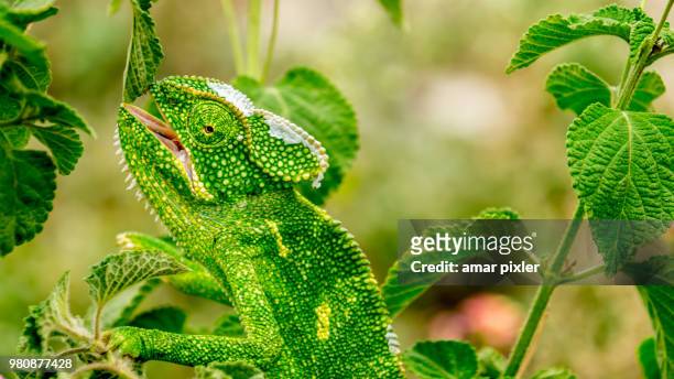 a chameleon in spain. - camouflage animal stock-fotos und bilder