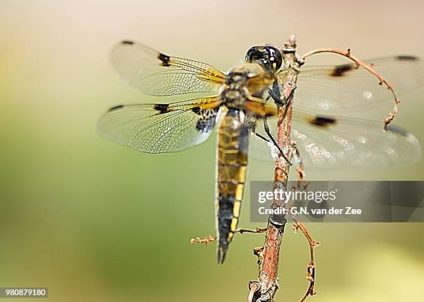 libellula quadrimaculata - libellulidae stock pictures, royalty-free photos & images