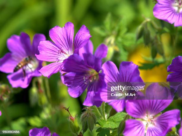 flowers of the insel mainau 1 - insel stock pictures, royalty-free photos & images