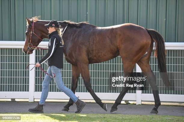 Mussoorie Magic after winning the Community Sector Banking Maiden Plate, at Geelong Racecourse on June 22, 2018 in Geelong, Australia.