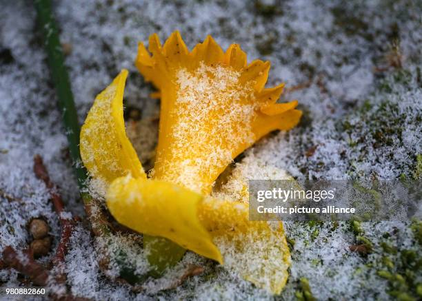 March 2018, Germany, Cologne: A narcissus bloom lying in the snow. It snowed in Cologne at the start of spring. Photo: Oliver Berg/dpa